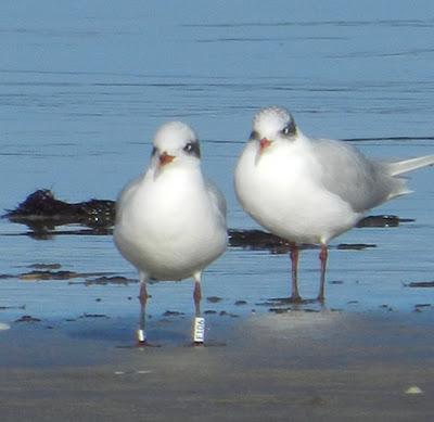 Gaviotas cabecinegras anilladas Gaviotas cabecinegras anilladas