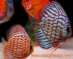 Fotos Peces Discus Fotos Peces Discus