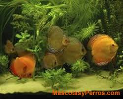 Fotos Peces Discus Fotos Peces Discus