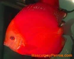 Fotos Peces Discus Fotos Peces Discus