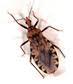 Inédito proyecto público-privado contra el Chagas Inédito proyecto público-privado contra el Chagas