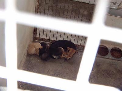 Una madre y sus cachorros en una fría perrera. ¿Has visto algo más triste?