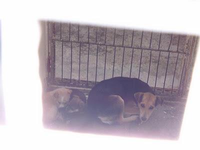 Una madre y sus cachorros en una fría perrera. ¿Has visto algo más triste?