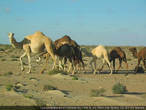 Camellos