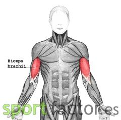BICEPS BRAQUIAL Como entrenar los brazos en 15 minutos (de forma efectiva)