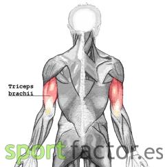 Triceps_BRAQUIAL Como entrenar los brazos en 15 minutos (de forma efectiva)