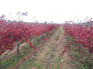 BODEGAS CELLER DEL ROURE