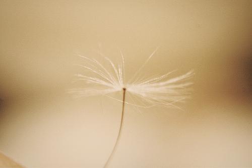 Buda la historia Buda la historia