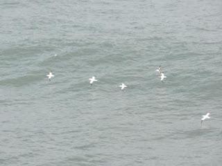 El espectáculo de la migración El espectáculo de la migración