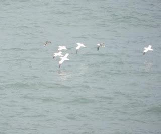 El espectáculo de la migración El espectáculo de la migración