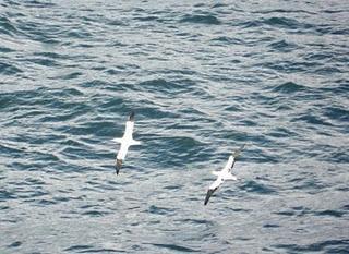 El espectáculo de la migración El espectáculo de la migración