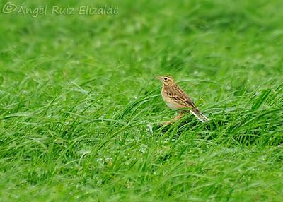 Siguen los richardi junto a la ría... Siguen los richardi junto a la ría...