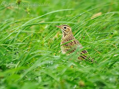 Siguen los richardi junto a la ría... Siguen los richardi junto a la ría...