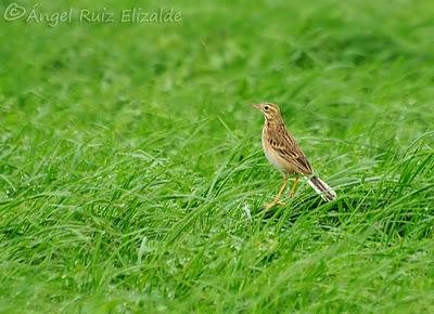 Siguen los richardi junto a la ría... Siguen los richardi junto a la ría...