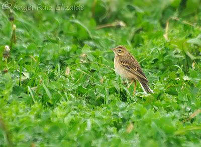 Siguen los richardi junto a la ría... Siguen los richardi junto a la ría...