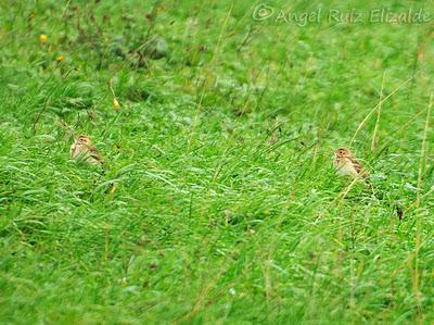 Siguen los richardi junto a la ría... Siguen los richardi junto a la ría...