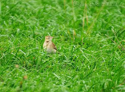 Siguen los richardi junto a la ría... Siguen los richardi junto a la ría...