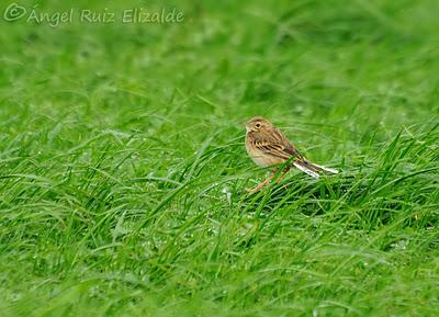 Siguen los richardi junto a la ría... Siguen los richardi junto a la ría...