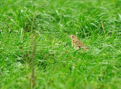 Siguen los richardi junto a la ría... Siguen los richardi junto a la ría...