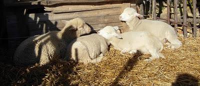 Feliz Navidad !!! Belen viviente de Corrales... Feliz Navidad !!! Belen viviente de Corrales...