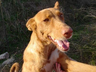 ADA, podenca joven abandonada viviendo en el campo URGE AYUDA - VALENCIA