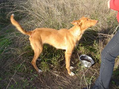 ADA, podenca joven abandonada viviendo en el campo URGE AYUDA - VALENCIA