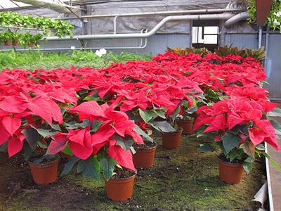 Consejos para comprar Flores de Pascua Consejos para comprar Flores de Pascua