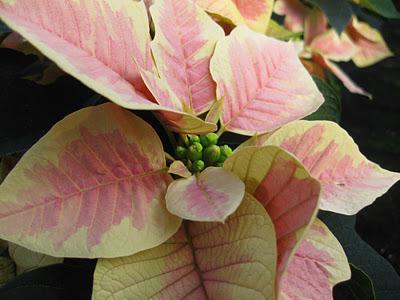 Consejos para comprar Flores de Pascua Consejos para comprar Flores de Pascua