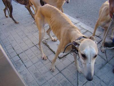 GALGUERO, QUIERE DESHACERSE DE ESTAS DOS GALGUITAS. (SEVILLA) GALGUERO, QUIERE DESHACERSE DE ESTAS DOS GALGUITAS. (SEVILLA)
