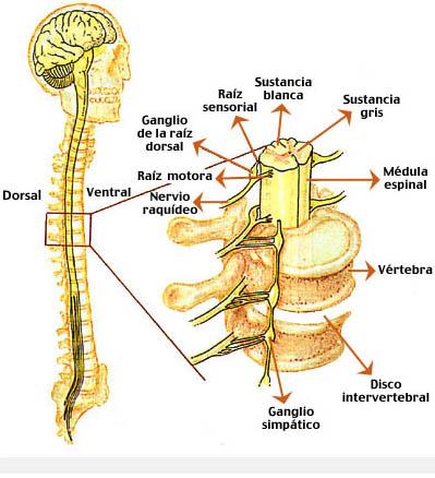 Polineuropatía y miopatía del enfermo grave Polineuropatía y miopatía del enfermo grave