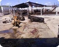Sagua la Grande; Boletín espcial del CESAM. Centro de Creación de Capacidades para el .Manejo Integrado Costero. Sagua la Grande; Boletín espcial del CESAM. Centro de Creación de Capacidades para el .Manejo Integrado Costero.