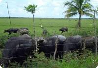 Sagua la Grande; Boletín espcial del CESAM. Centro de Creación de Capacidades para el .Manejo Integrado Costero. Sagua la Grande; Boletín espcial del CESAM. Centro de Creación de Capacidades para el .Manejo Integrado Costero.