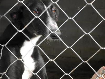 Galgo encontrado abandonado. Necesita urgente acogida o adopción. (Zaragoza) Galgo encontrado abandonado. Necesita urgente acogida o adopción. (Zaragoza)