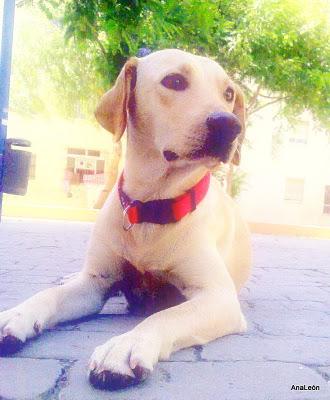 URGENTE!!! SAN FERNANDO!!! SE HA PERDIDO!!! Y TENIA ADOPTANTE!!! URGENTE!!! SAN FERNANDO!!! SE HA PERDIDO!!! Y TENIA ADOPTANTE!!!