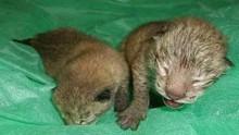 La población de lince en Andalucía alcanza casi los 300 ejemplares La población de lince en Andalucía alcanza casi los 300 ejemplares