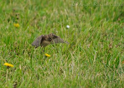 Escribano lapones en Langre... Escribano lapones en Langre...