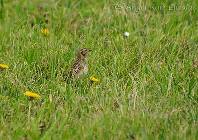 Escribano lapones en Langre... Escribano lapones en Langre...