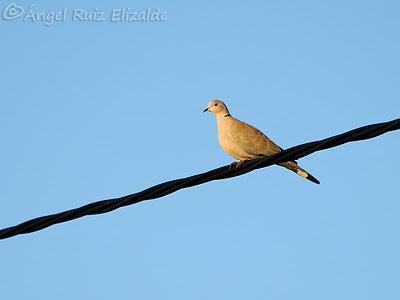 Escribano lapones en Langre... Escribano lapones en Langre...