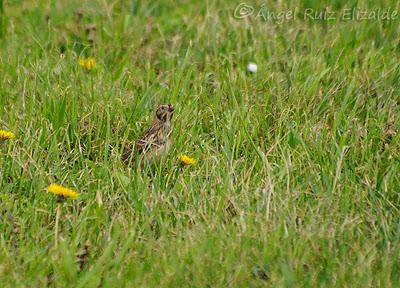 Escribano lapones en Langre... Escribano lapones en Langre...