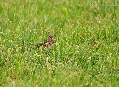 Escribano lapones en Langre... Escribano lapones en Langre...