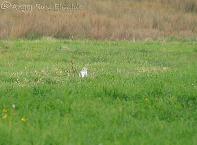Escribano lapones en Langre... Escribano lapones en Langre...