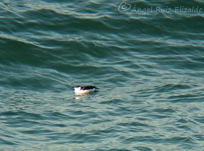 Escribano lapones en Langre... Escribano lapones en Langre...
