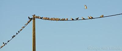 Escribano lapones en Langre... Escribano lapones en Langre...