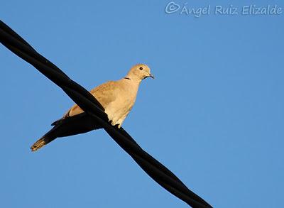 Escribano lapones en Langre... Escribano lapones en Langre...