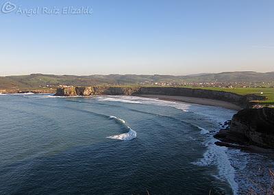 Escribano lapones en Langre... Escribano lapones en Langre...