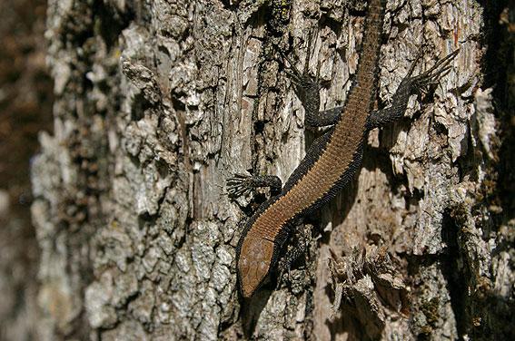 La lagartija de Valverde (Algyroides marchi) La lagartija de Valverde (Algyroides marchi)