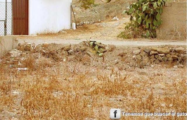 A ver si eres capaz de encontrar al gato Tenemos que encontrar al gato