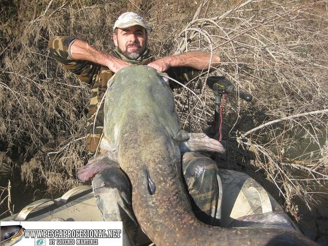 GUIAS DE PESCA DEL SILURO AL LANZADO SILUROS AL LANZADO EN INVIERNO