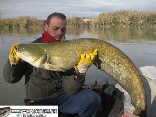 PESCA SILURO SILUROS AL LANZADO EN INVIERNO