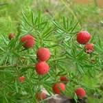 Esparraguera plantas medicinales Esparraguera plantas medicinales